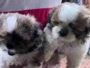 Shih Tzu Puppy