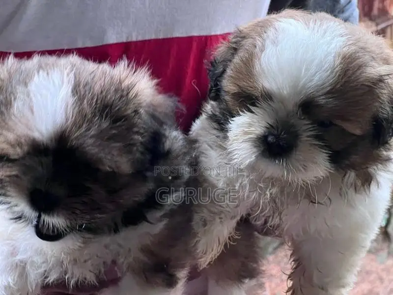 Shih Tzu Puppy