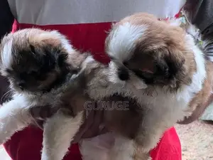Shih Tzu Puppy
