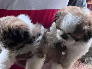 Shih Tzu Puppy