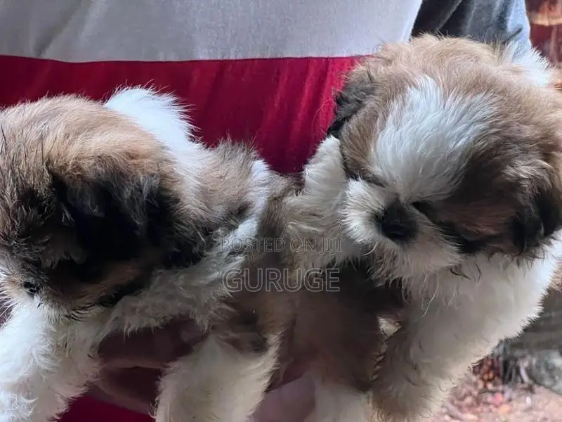 Shih Tzu Puppy