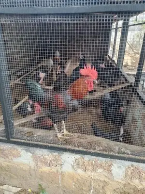 ගම් කිකිලියෝ