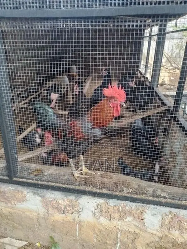 ගම් කිකිලියෝ