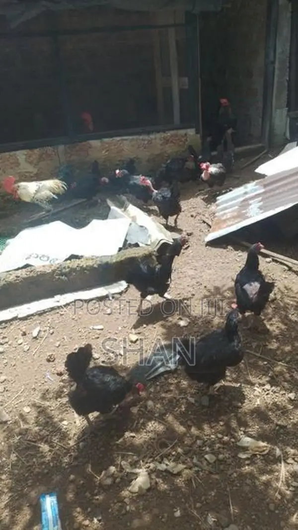 ගම් කිකිලියෝ