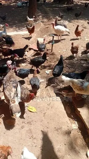 பேட்டுக்கோழி