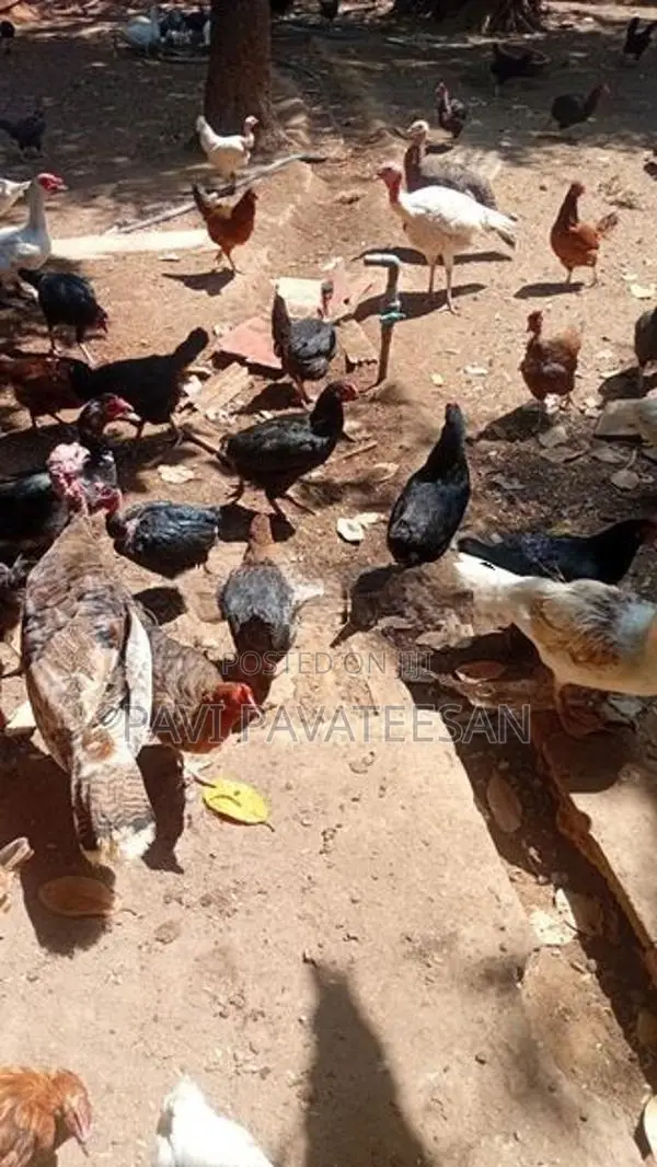 பேட்டுக்கோழி