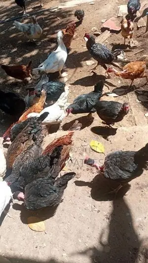 பேட்டுக்கோழி