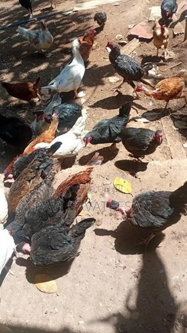பேட்டுக்கோழி