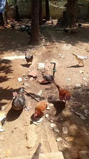 பேட்டுக்கோழி