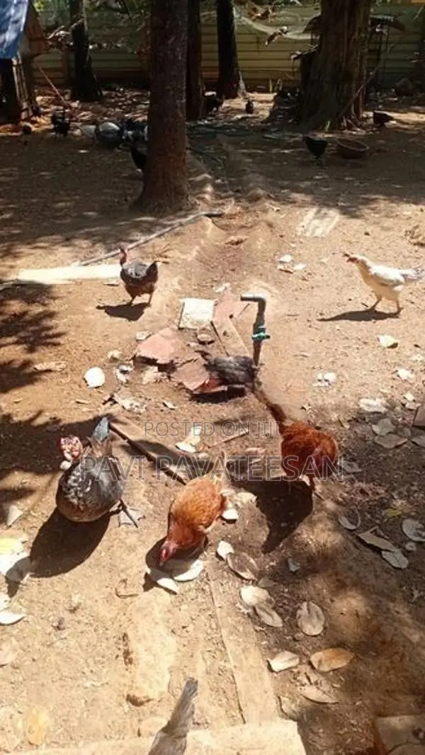 பேட்டுக்கோழி