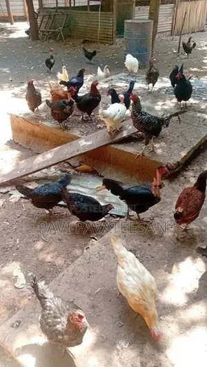 பேட்டுக்கோழி