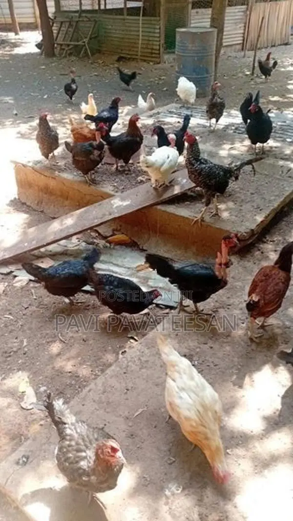 பேட்டுக்கோழி