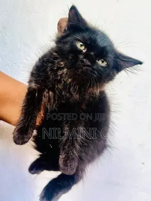 Persian Kitten