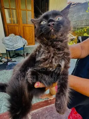 Persian Kitten