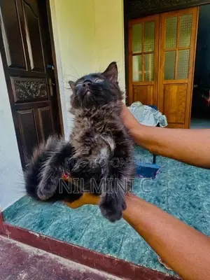 Persian Kitten