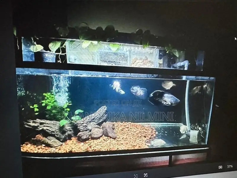 3 Ft Fish Tank With All Accessories
