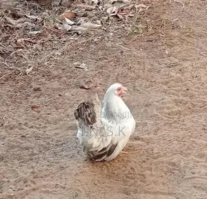 Buff Japanese Bantam