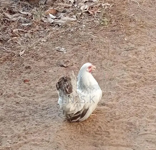 Buff Japanese Bantam