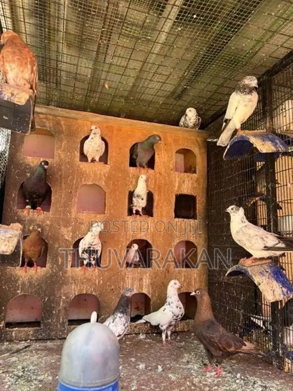 Timing Pigeons