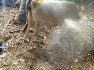 Jersey Cow