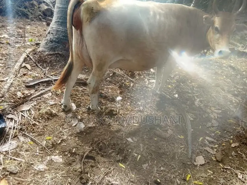 Jersey Cow