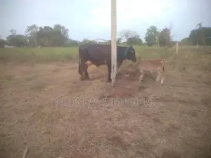 Jersey Cow