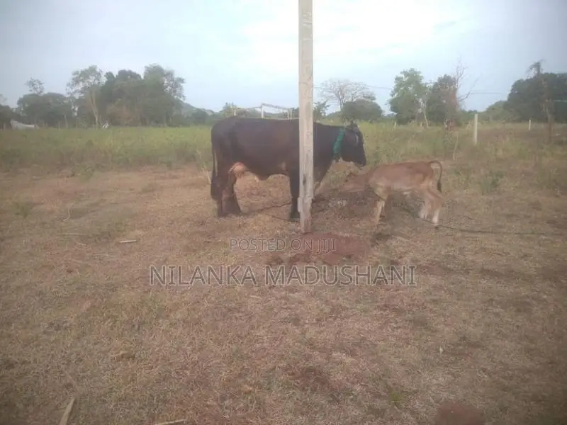 Jersey Cow