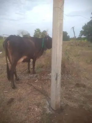 Jersey Cow