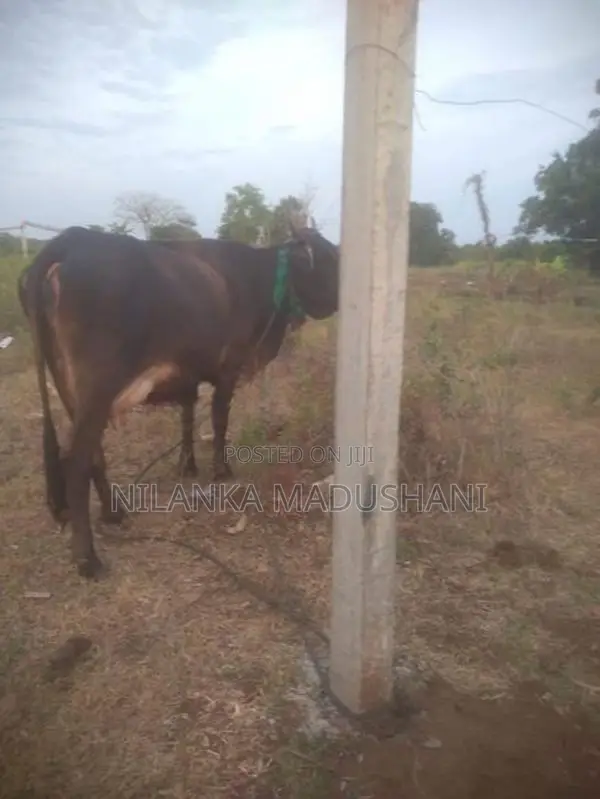 Jersey Cow