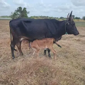 Jersey Cow