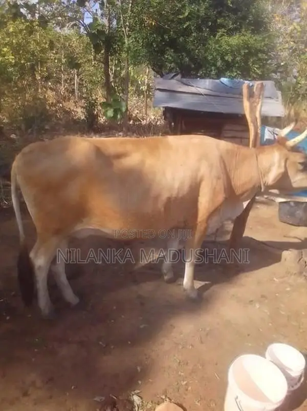 Jersey Cow