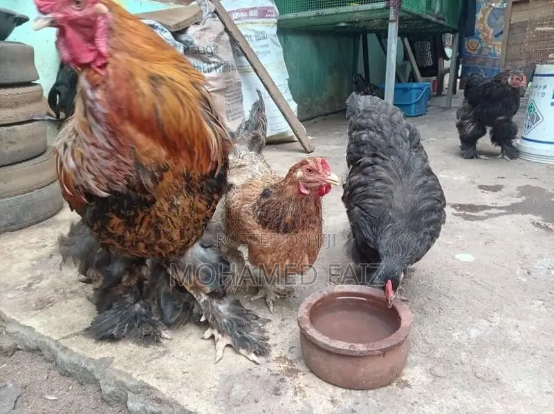 Cochin Brahma