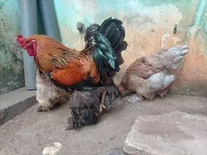 Cochin Brahma