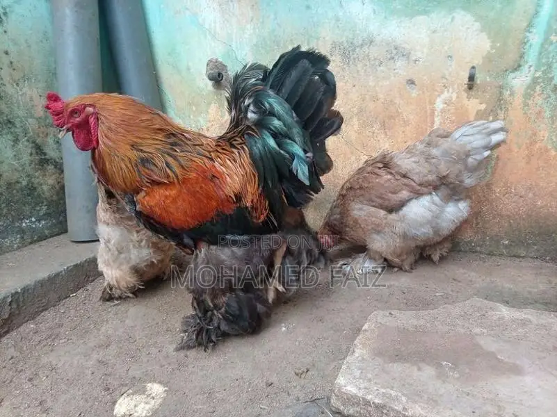 Cochin Brahma