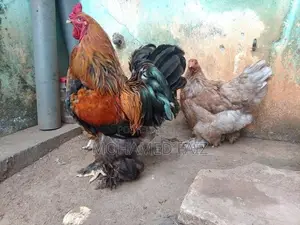 Cochin Brahma