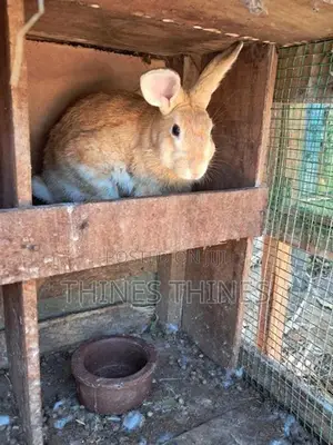 Rabbits