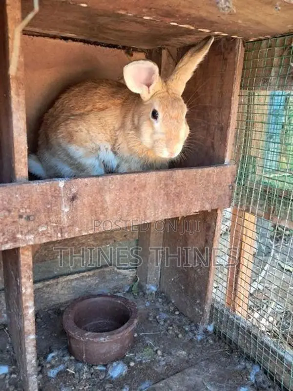 Rabbits