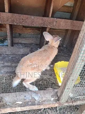 Rabbits