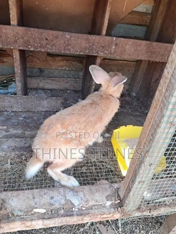 Rabbits
