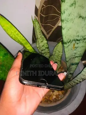 Apple iPhone 7 Plus (Used)