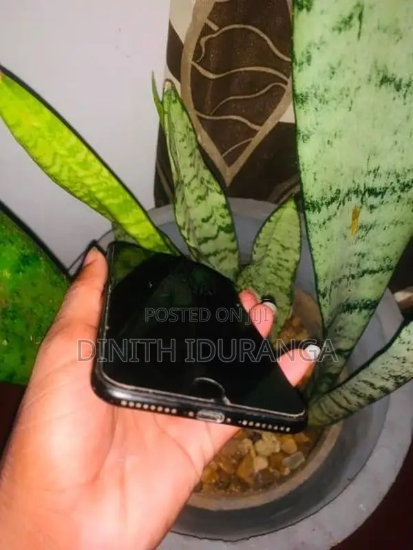 Apple iPhone 7 Plus (Used)