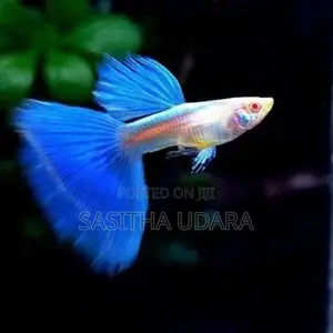 ගප්පි - Green Moscow Guppy
