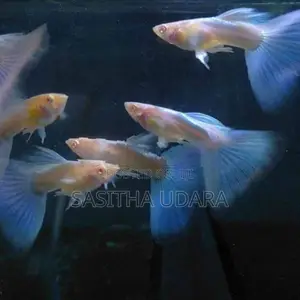 ගප්පි - Green Moscow Guppy