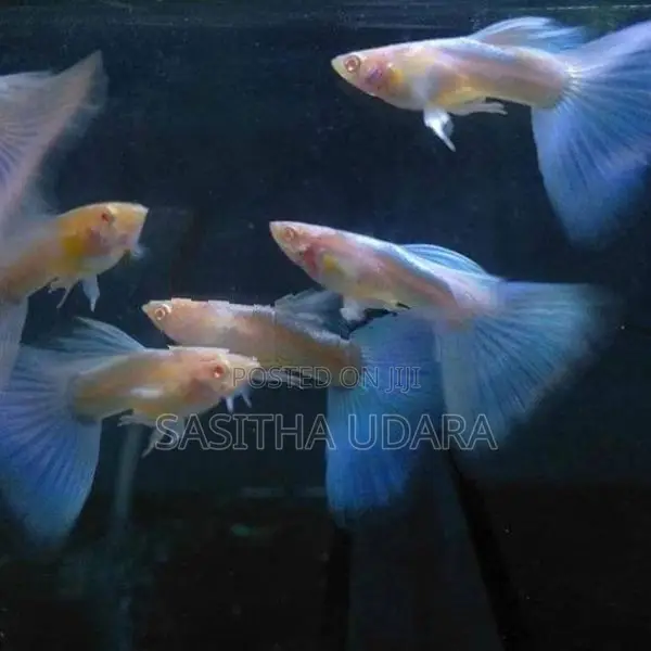 ගප්පි - Green Moscow Guppy