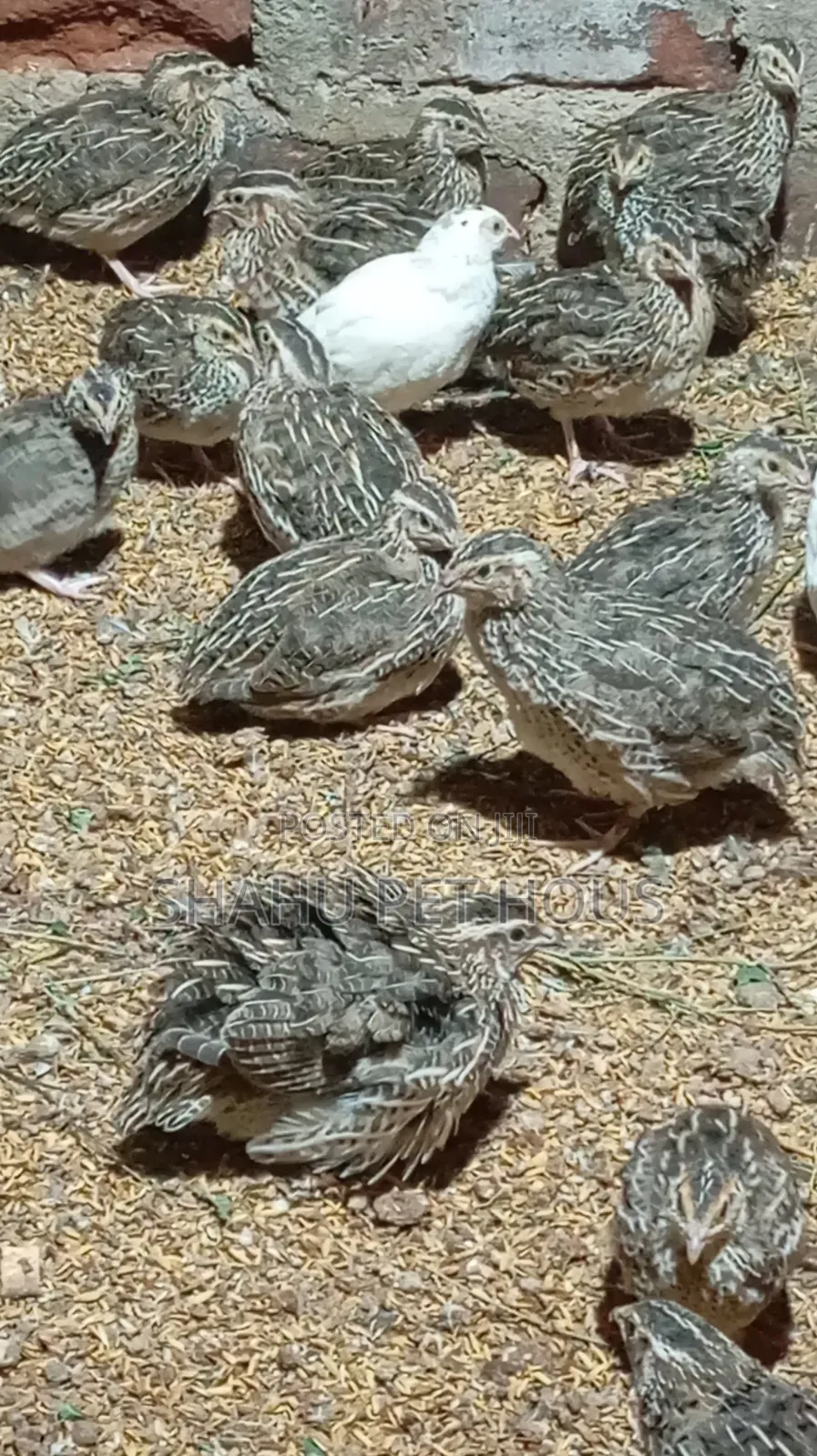 Quail(காடை)