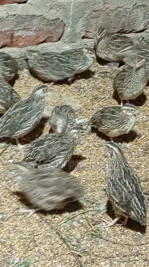 Quail(காடை)