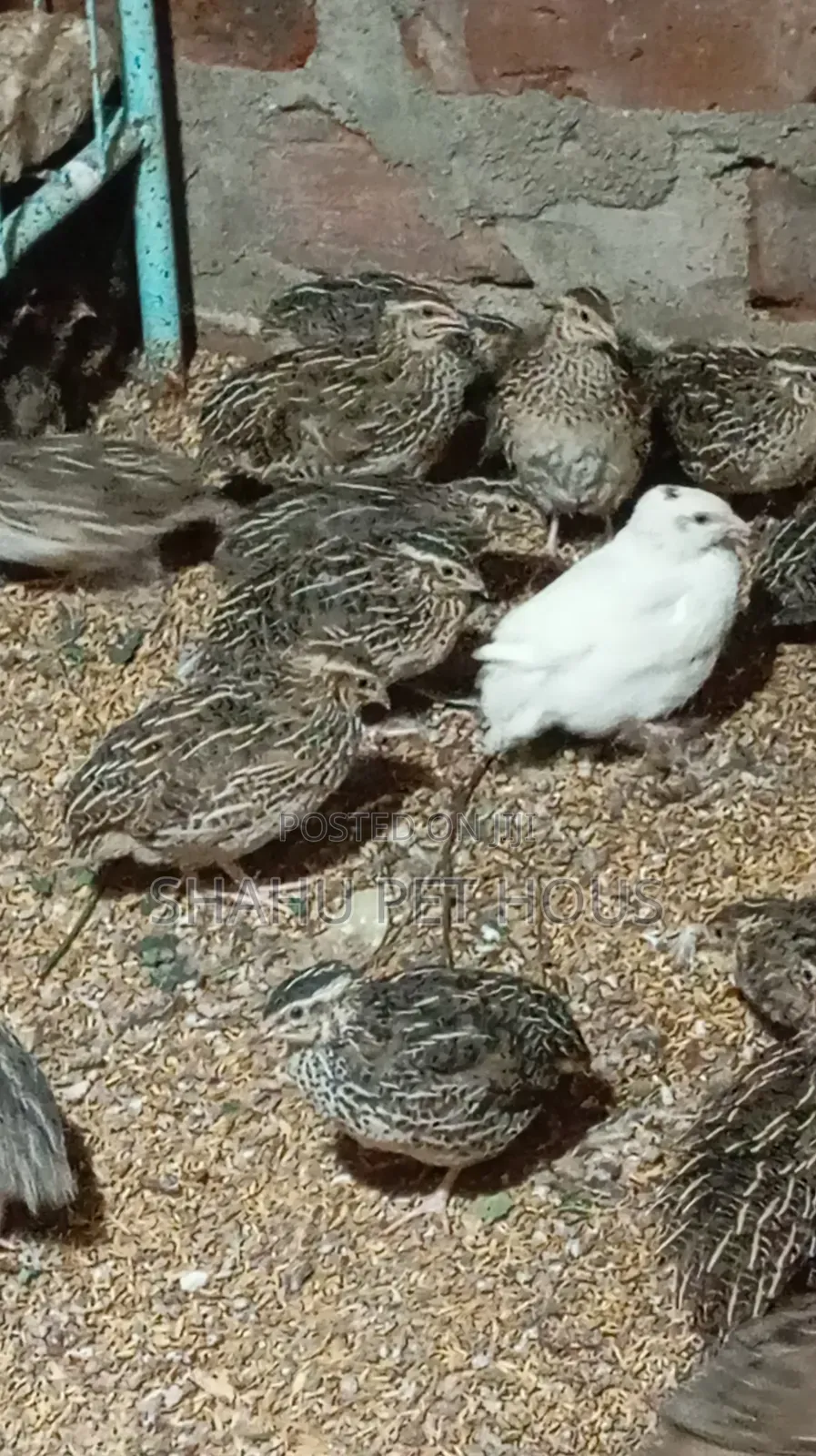 Quail(காடை)