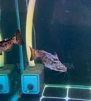 Wood Catfish