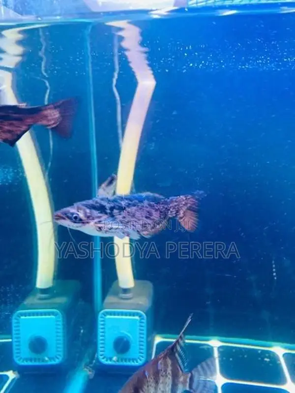 Wood Catfish