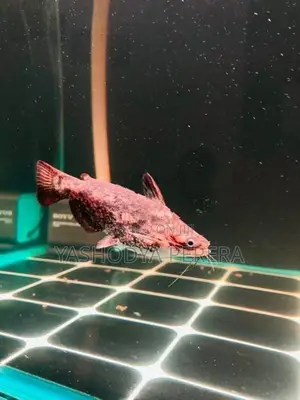 Wood Catfish